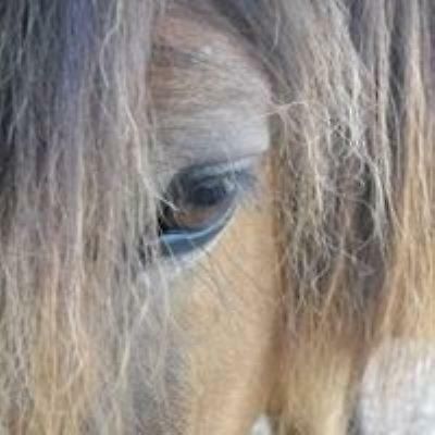 Ferme Equestre Les Chevaliers Hotel Penol ภายนอก รูปภาพ